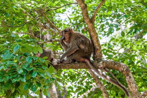 Rhesus macaque (Macaca mulatta) sitting on branch