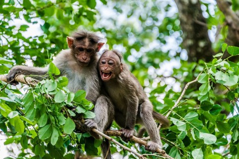 Rhesus macaques (Macaca mulatta) sitting on branch
