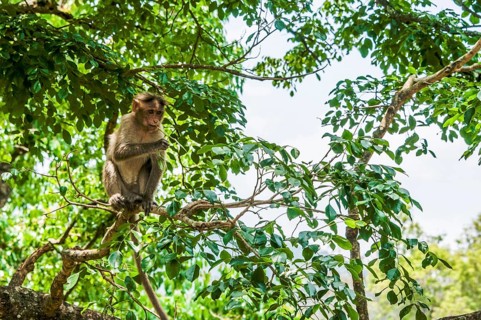 Rhesus macaque (Macaca mulatta) sitting on branch