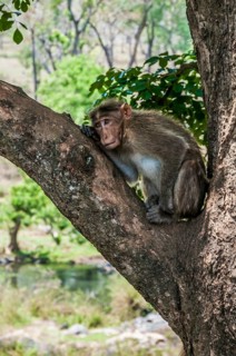 Rhesus macaque (Macaca mulatta) sitting in tree