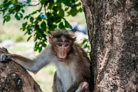 Rhesus macaque (Macaca mulatta) sitting in tree