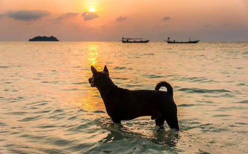 Dog standing in water with boats on sea at sunrise from Koh Tui Beach