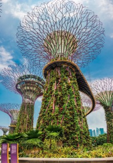 Supertree Grove with skyway in the Gardens by the Bay futuristic municipal park