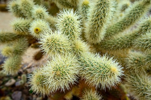 Spiny Teddy-bear cholla (Cylindropuntia bigelovii)