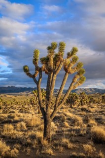 Joshua Trees (Yucca brevifolia) in Evening Light