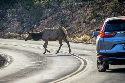 Car brakes on the road