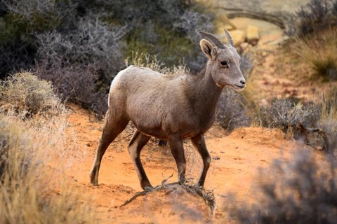 Desert bighorn sheep (Ovis canadensis nelsoni)