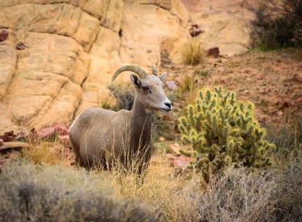 Desert bighorn sheep (Ovis canadensis nelsoni)