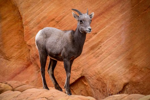 Desert bighorn sheep (Ovis canadensis nelsoni)