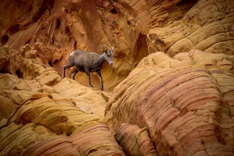 Desert bighorn sheep (Ovis canadensis nelsoni)