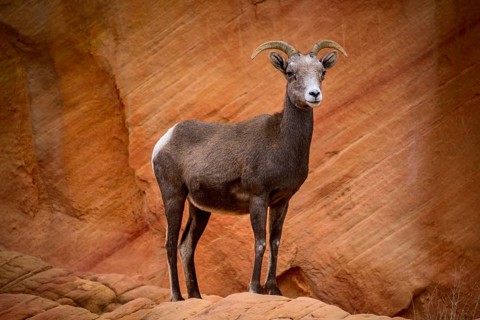 Desert bighorn sheep (Ovis canadensis nelsoni)