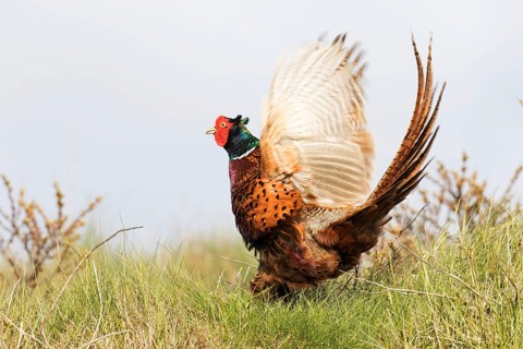 Pheasant (Phasianus colchicus) flapping its wings at the flutter jump
