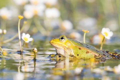 Edible frogs (Pelophylax esculentus) in water