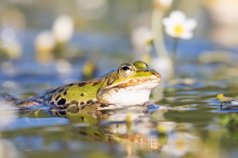 Edible frog (Pelophylax esculentus) in water