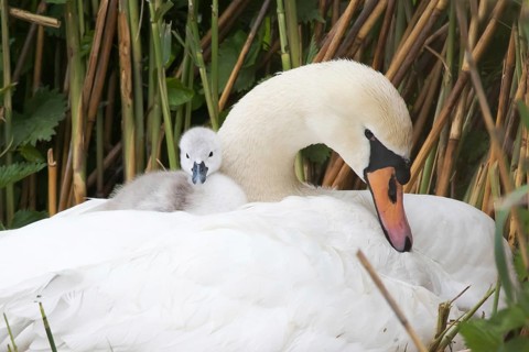 Mute swan (Cygnus olor)