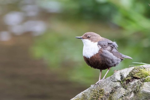 White-throated Dipper (Cinclus cinclus) standing on stone