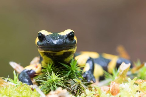 Fire salamander (Salamandra salamandra) in moss