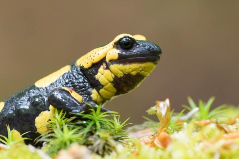 Fire salamander (Salamandra salamandra) in moss