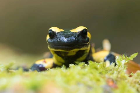 Fire salamander (Salamandra salamandra) in moss