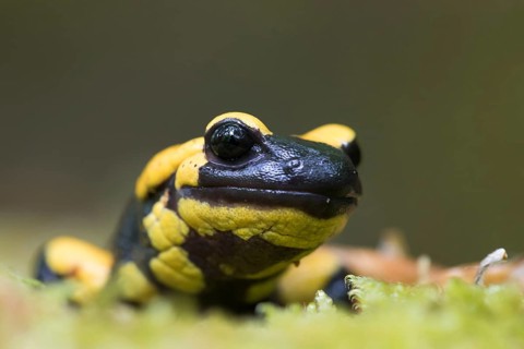 Fire salamander (Salamandra salamandra)