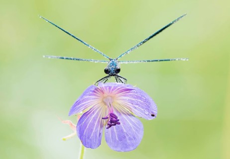 Male banded demoiselle (Calopteryx splendens) on meadow geranium (Geranium pratense)