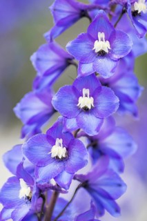 Alpine delphinium or candle larkspur (Delphinium elatum)