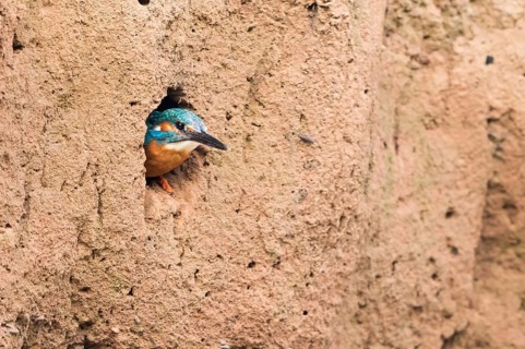 Eurasian kingfisher (Alcedo atthia)