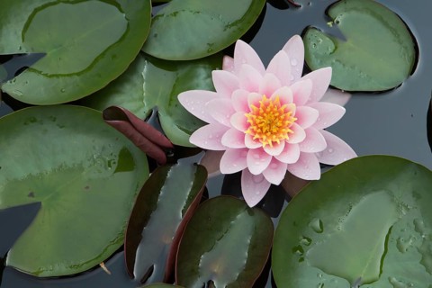 Pink water lily (Nymphaea sp.)