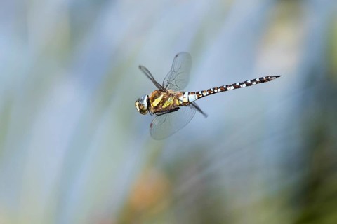 Migrant hawker (Aeshna mixta)