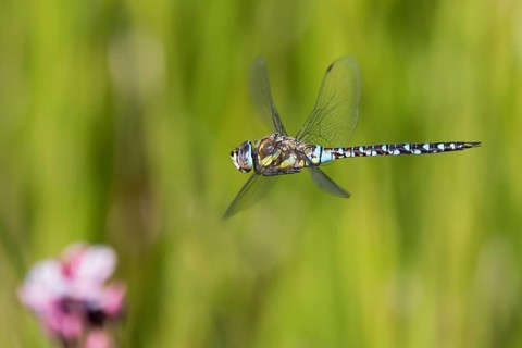 Migrant hawker (Aeshna mixta)
