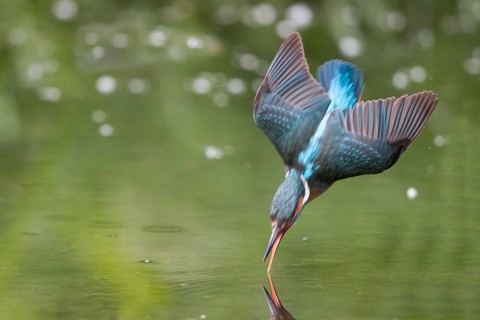Kingfisher (Alcedo atthis) fishing
