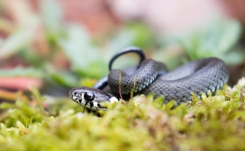 Young grass snake