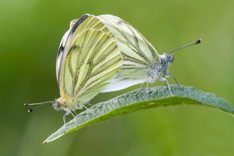 Green-veined whites (Pieris napi)