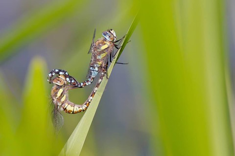 Migrant Hawker (Aeshna mixta)