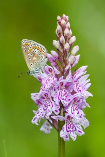 Common blue butterfly (Polyommatus icarus) on Heath spotted orchid (Dactylorhiza maculata)