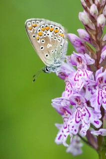 Common blue butterfly (Polyommatus icarus) on Heath spotted orchid (Dactylorhiza maculata)