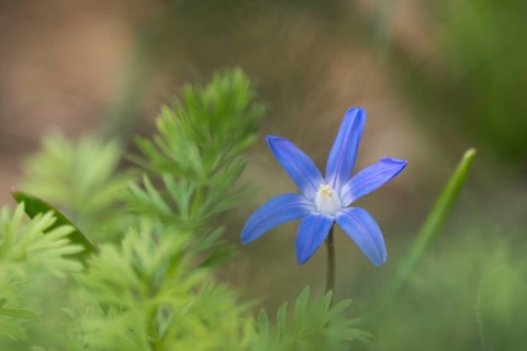 Lucile's Glory-of-the-snow (Chionodoxa luciliae)