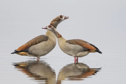 Egyptian geese (Alopochen aegyptiacus)