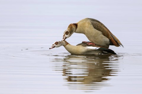 Egyptian geese (Alopochen aegyptiacus)