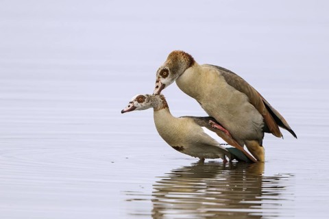 Egyptian geese (Alopochen aegyptiacus)