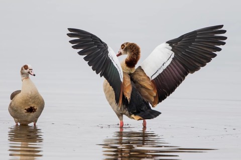 Egyptian geese (Alopochen aegyptiacus)