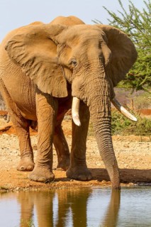 African elephant (Loxodonta africana)