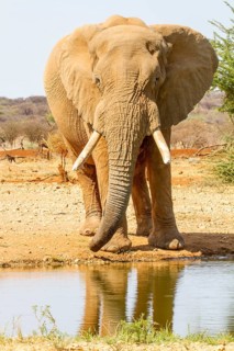 African elephant (Loxodonta africana)