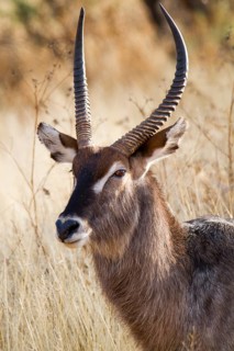 Ellipsen waterbuck (Kobus ellipsiprymnus)