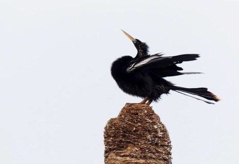 Anhinga (Anhinga anhinga)