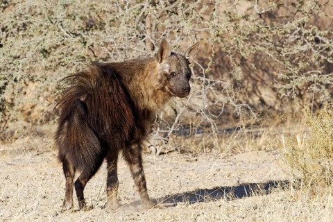 Brown hyena (Hyaena brunnea)