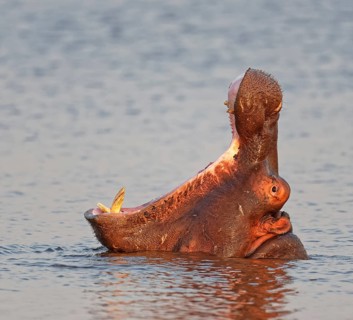 Hippo (Hippopotamus amphibius) in water
