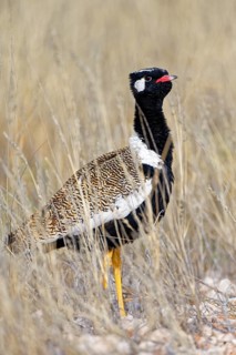 Black bustard (Afrotis afra) in the grass