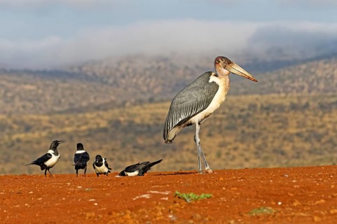 Marabou stork (Leptoptilos crumeniferus) and Pied Crows (Corvus albus)