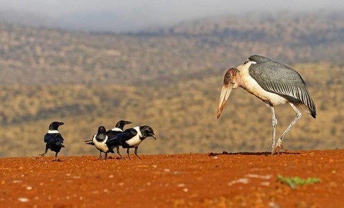 Marabou stork (Leptoptilos crumeniferus) and Pied Crows (Corvus albus)